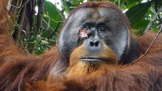 Un orangut�n se cura una herida con �xito elaborando medicina con plantas y deja at�nita a la comunidad cient�fica