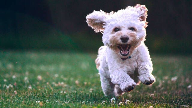 Soy experta en perros y si tu mascota hace esto, no se est ahogando, se llama estornudo inverso