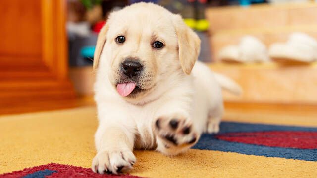 Mara Vetican, veterinaria: 'El olor a queso en las patas de los perros es normal salvo que vaya acompaado de otros signos'