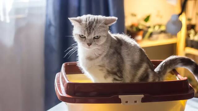 Chema Prez, veterinario: 'Tu gato est dejando de usar su arenero y puede ser culpa del tamao'