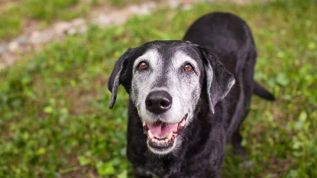 Juanjo, veterinario y experto en animales: 'Siempre que vuestra mascota sea mayor, controlad mucho el peso ideal'