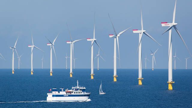 Ni contaminan ni alejan a la fauna: la ciencia confirma que los parques elicos marinos sirven como refugios animales