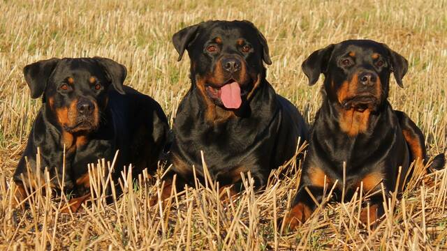 Ni Rottweiler ni Doberman: soy veterinario y esta es la raza de perro que nunca tendra como mascota en Espaa