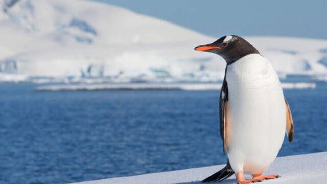 La Ant�rtida recupera masa pero a costa de una anomal�a y los cient�ficos advierten que la crisis clim�tica no da tregua