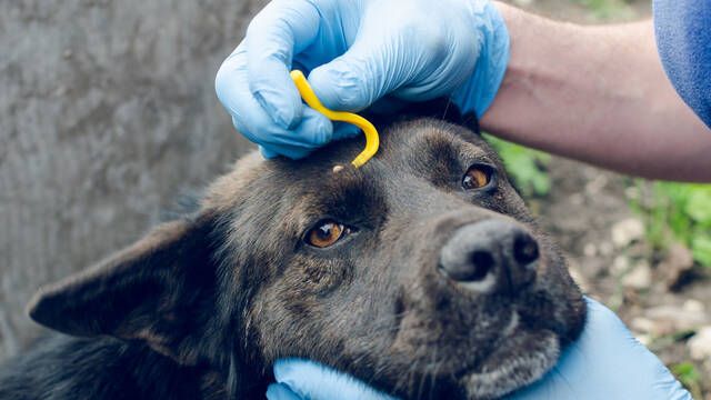 Juanjo, veterinario y experto en animales: 'Cometemos este error al quitar las garrapatas de nuestro perro'