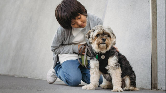 Soy experto en comportamiento animal y esta es la raza de perro que nunca tendra en una casa con nios