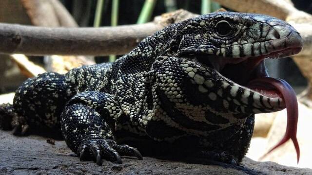 Cientficos realizan un hallazgo sorprendente gracias a la IA: restos de una especie extinta con parentesco con los reptiles