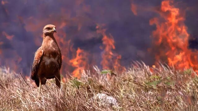 As� act�an los halcones del fuego que ponen en jaque a los bomberos forestales: son un grave problema y son dif�ciles de parar
