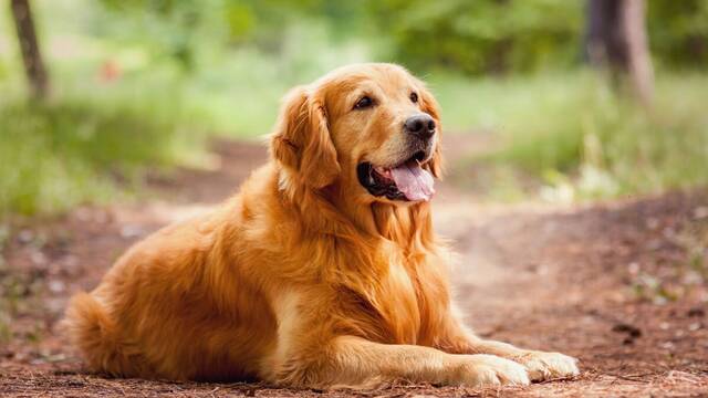 Ni Golden Retriever ni Bichn malts: esta es la raza de perro que ms triunfa en Espaa