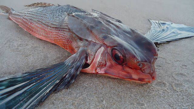 Cientficos intrigados por su forma de 'caminar' bajo el mar y su blindaje: as es el pez murcilago avistado en Espaa