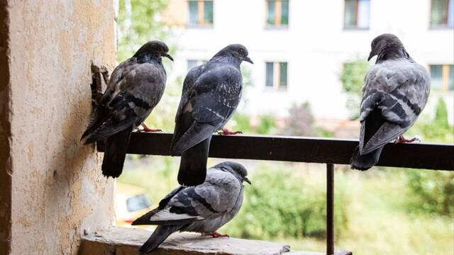 Adi�s a las palomas: este ingenioso truco expulsa a los p�jaros de tu casa sin hacerles ning�n da�o