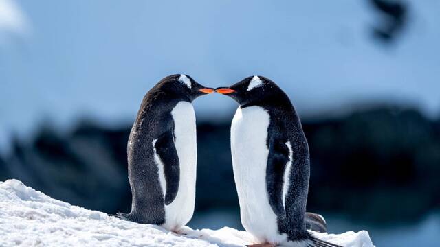 Expertos desvelan los beneficios de esta pr�ctica de amor procedente de los ping�inos: 'Mejora la relaci�n'
