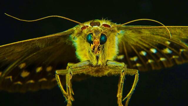Ni pulgas ni mosquitos: alerta por una nueva plaga en Espaa que est causando estragos en varias comunidades