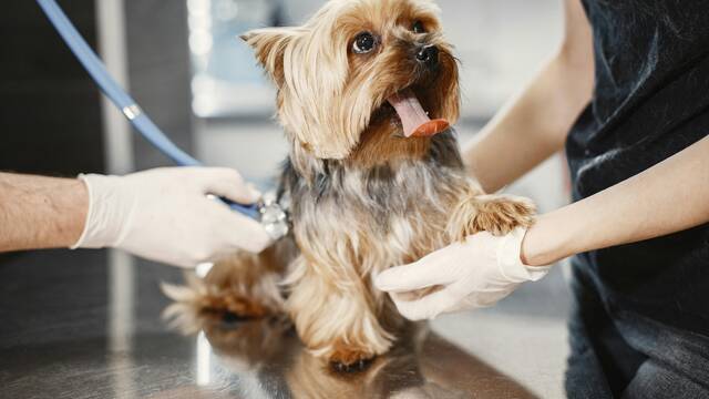 Mar�a Vetican, experta en perros, rotunda sobre el coste del veterinario: 'Las intervenciones a la vieja usanza son ...'