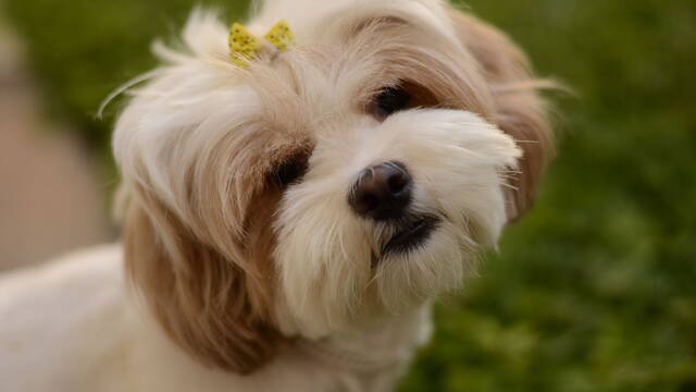 Soy veterinario y esta es la raza de perro m�s tranquila para tener en casa: 'No tiene pedigr� pero es la m�s saludable'