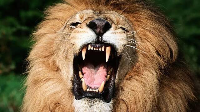 En el ranking de los animales ms letales para el ser humano, ninguno de los primeros son carnvoros