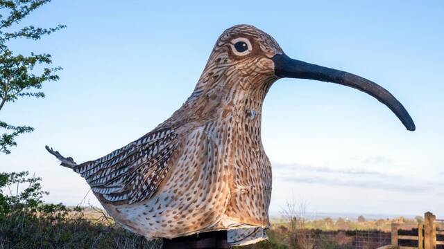 Busca salvar una especie en peligro de extinci�n y todos se r�en de �l: Un hombre se disfraza de p�jaro gigante y se hace viral