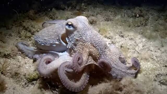 As es Salvador, el extrao pulpo e 9 tentculos con una inteligencia superior a la normal: 'Es increble'