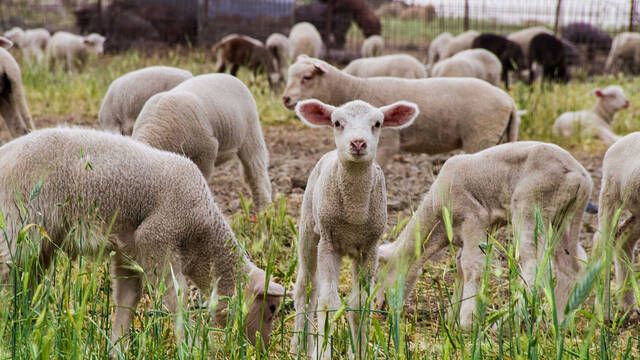 As� es como los paneles solares han mejorado algo que nadie esperaba: la lana de las ovejas