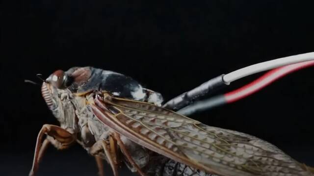 Jap�n logra implantar un chip en cigarras para emitir alertas de emergencia y que 'canten' canciones famosas