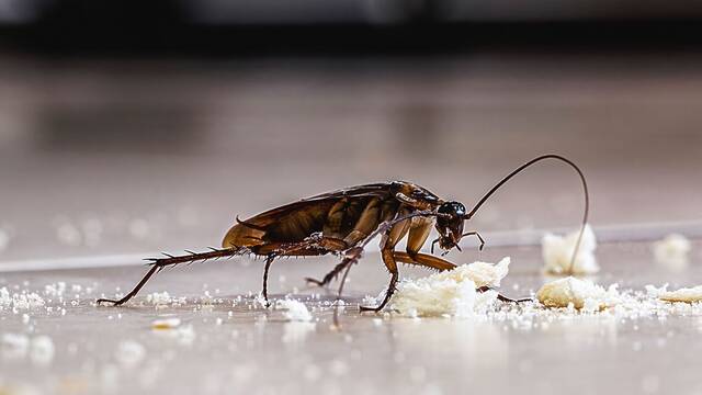 Olvdate de insecticidas, este truco ahuyenta a las cucarachas sin qumicos y solo necesitas un condimento de tu cocina