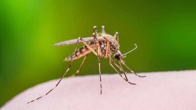 Adis a los repelentes y productos qumicos: as es el 'truco casero' para eliminar las moscas y mosquitos en Espaa