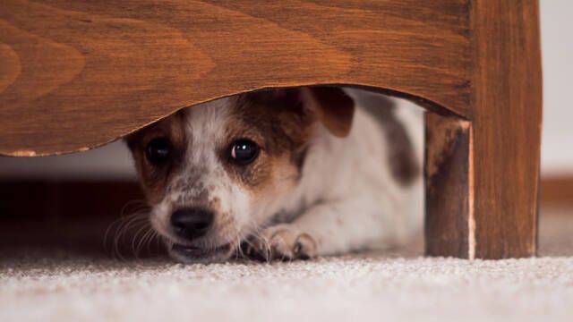Juanjo, veterinario y experto en animales: 'Si tu perro tiene miedo de los petardos, aydale siguiendo estos cinco consejos'