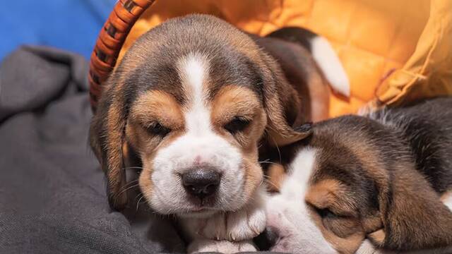 Europa endurece las normas: proh�be la cr�a de mascotas que da�e a los animales o genere riesgos de salud hereditarios