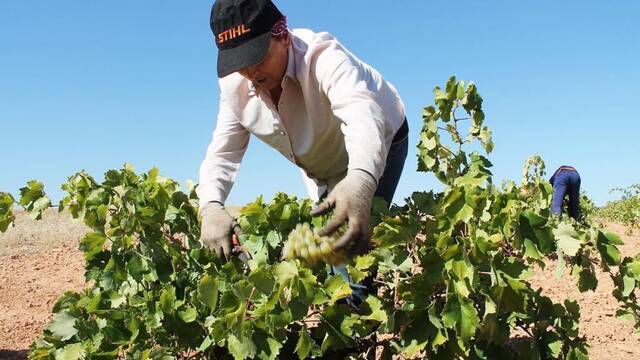 Ya es oficial: alarma y preocupaci�n entre los agricultores por el terrible 'efecto rebote' tras las lluvias durante 2026