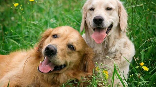 Ya est� en vigor: la Ley de Bienestar Animal impide dar en adopci�n animales sin identificar