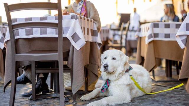 Ya es oficial: la Ley de Bienestar Animal proh�be a los bares y restaurantes rechazar nuestra mascota sin un cartel visible