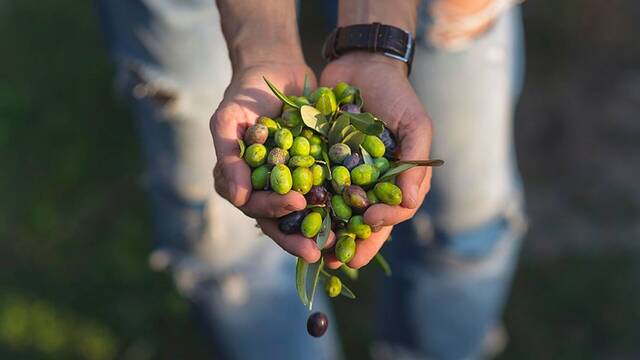 Marruecos da una lecci�n a Espa�a: arrasa en el mercado del aceite de oliva y cambia para siempre su calidad alimentaria en 2026