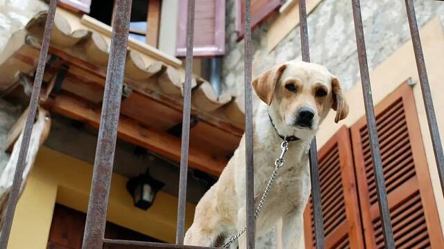 Ya ha entrado en vigor: Ley de Bienestar Animal proh�be de forma clara y dura tener a perros en terrazas o balcones