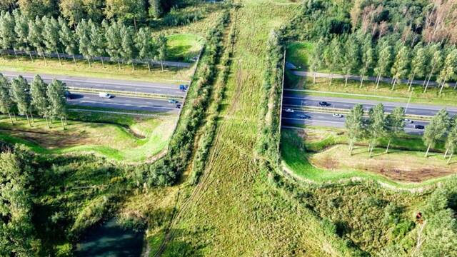 Ya es oficial: China construye 'un puente biol�gico' de 240 metros, cruzar� un canal y ser� solo para animales salvajes