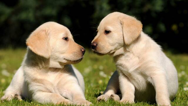Ya es oficial: la Ley de Bienestar Animal proh�be la adopci�n y cesi�n de cachorros menores de 2 meses