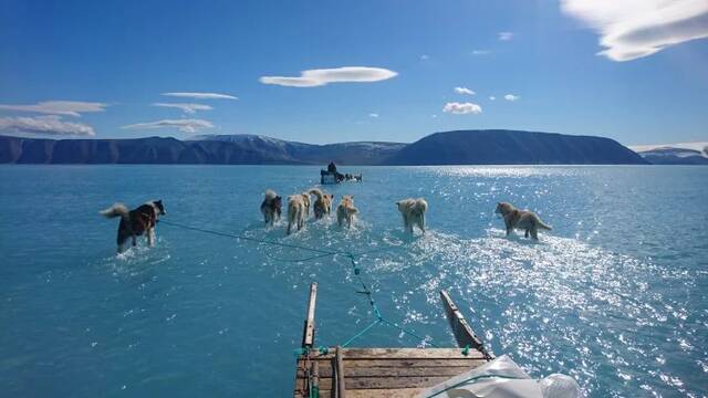 El hielo se derrite en Groenlandia y afecta a los perros de trineo