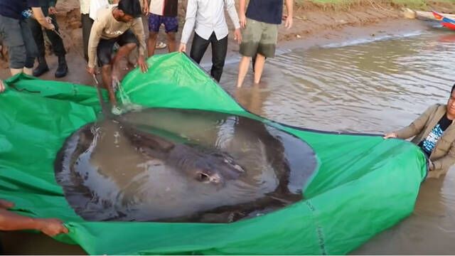 Una raya gigante de 300 kilos. As� es el pez de agua dulce m�s grande jam�s visto