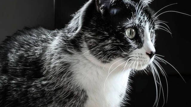 Cientficos identifican una mutacin gentica en los gatos de Finlandia responsable de un nuevo patrn de color