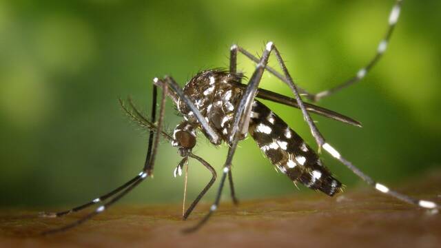 Los japoneses tiene un mtodo definitivo e infalible para repeler mosquitos y es el mejor insecticida