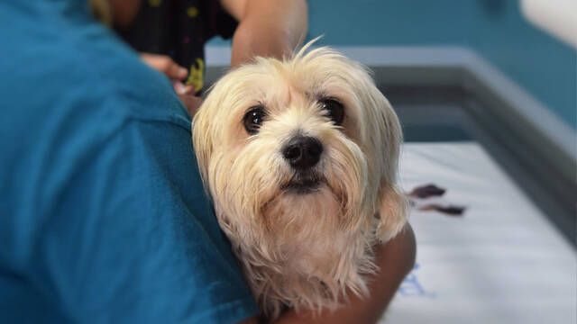 Los pacientes de los hospitales podrn recibir visitas de sus perros: esta es la comunidad autnoma que empieza a permitirlo
