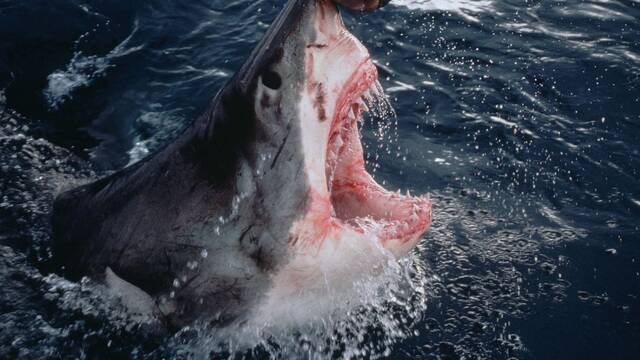 Cientficos encuentran uno de los tiburones blancos ms grandes del Atlntico: es un monstruo de 750 kilos