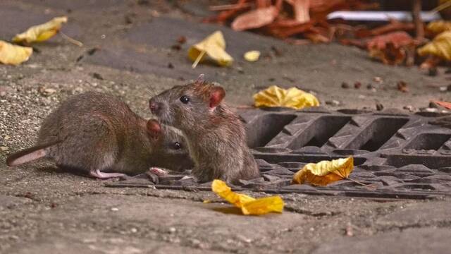 Alarma y preocupacin por la silenciosa plaga de ratas y serpientes en esta ciudad espaola: 'Jams haban aparecido tantas'
