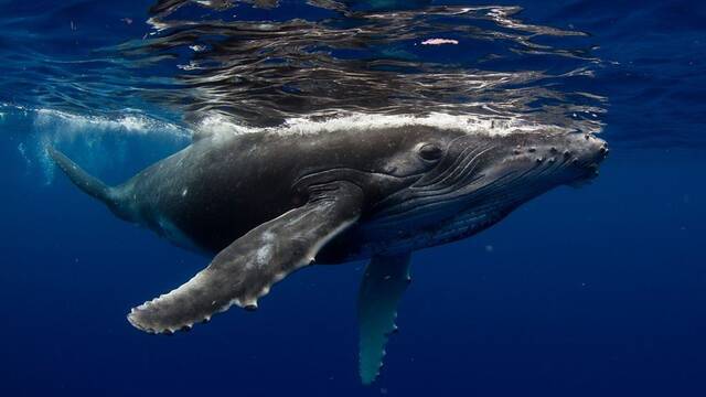 No es ciencia ficcin: las ballenas intentan comunicarse con humanos y su lenguaje es clave para contactar con extraterrestres