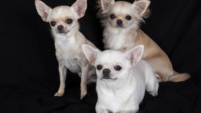 Ni chihuahua ni caniche: soy veterinaria y esta es la raza de perro que menos alergia provoca en Espa�a