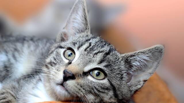 Pancho Cavero, experto en animales: 'Estos alimentos humanos que parecen inofensivos pueden ser letales para tu gato'