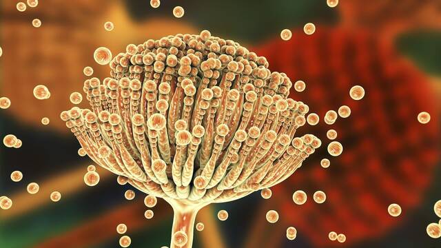 Alarma y preocupaci�n por la expansi�n de un hongo en Espa�a: provoca cerca de 2 millones de muertes anuales en todo el mundo