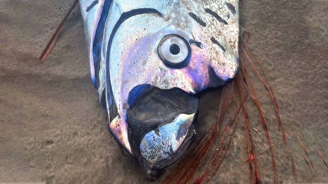 Cientficos encuentran un pez gigante de las profundidades del ocano: advierten de su peligroso significado