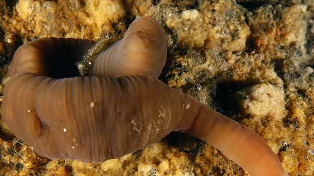 Cient�ficos espa�oles encuentran una nueva especie de gusano con un veneno mortal y se mueve como un acorde�n