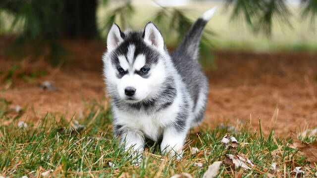 Mar�a Vetican, veterinaria: 'Rapando a tu perro no le est�s ayudando con el calor, sino todo lo contrario'