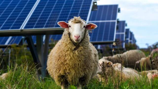 Australia cambia las normas: mete m�s de 1700 ovejas en medio de un parque solar y el resultado sorprende a los cient�ficos
